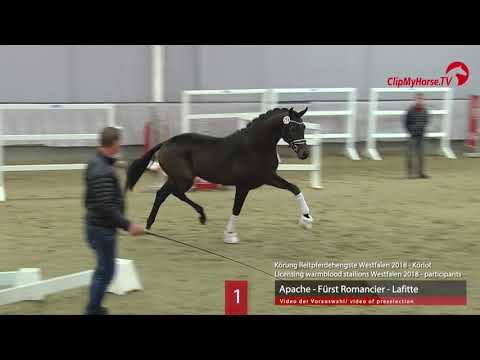 01 Hengst v. Apache - Fürst Romancier - Lafitte