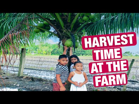 FARM LIFE | HARVESTING RAMBUTAN & LANZONES FROM OUR FARM
