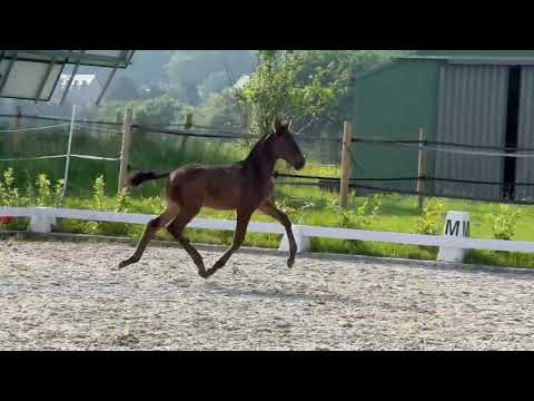 Eden de scuderia 1,5 mois