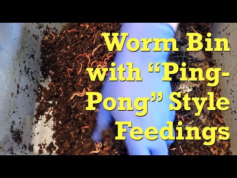 'Ping-pong' worm bin's 13th feeding on 152-day - vermicompost