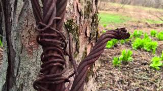 Esmerine | "Piscibus Maris" + "The Space In Between"