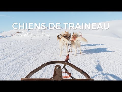 download lagu mp3 mp4 Chien De Traineau Rhone Alpes, download lagu Chien De Traineau Rhone Alpes gratis, unduh video klip Chien De Traineau Rhone Alpes