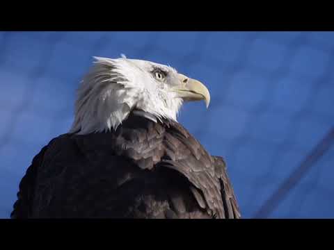 Sparta Bald Eagle