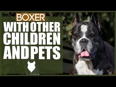 BOXER WITH CHILDREN AND PETS