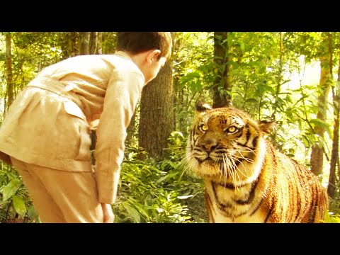 The friendship between a tiger and a boy