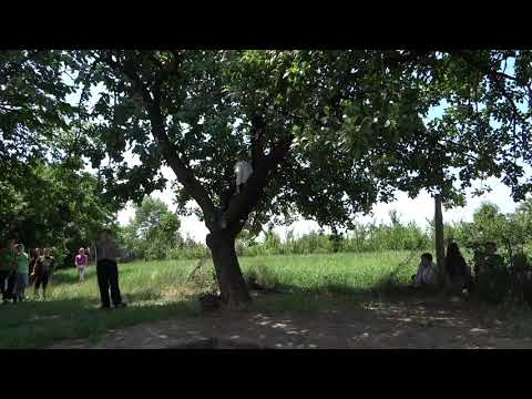 Cica Jordan (Stevan Sremac)