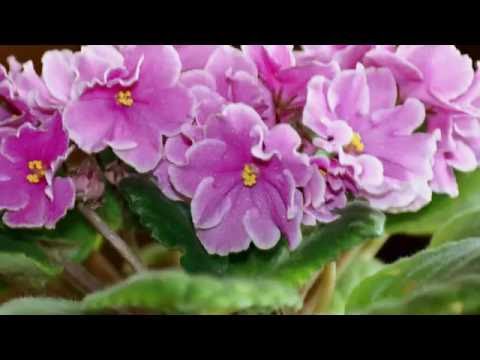 GSN Uzambarskie Saintpaulia violet room