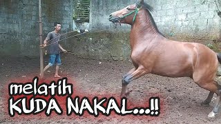 Download lagu Melatih Kuda Nakal mp3