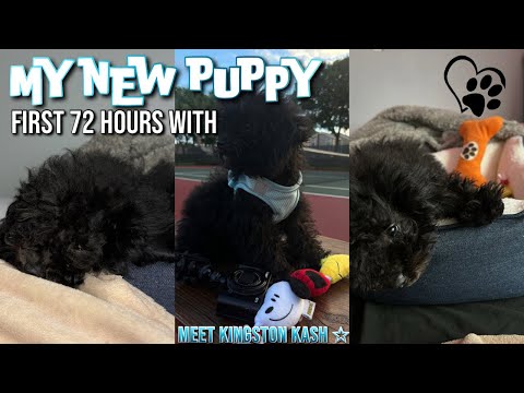 i got a puppy ♡ first 72 hours with my toy poodle + puppy prep, shopping & adjusting