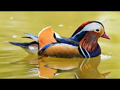 12 Most Beautiful Ducks in the World 