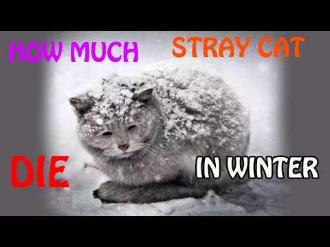 HOW MUCH STRAY CATS WILL DIE IN WINTER / Get free kitten / Animal Lovers / Why We Souldn't Buy Cats