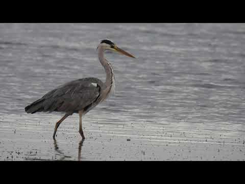 Grey Heron, Airone cenerino (Ardea cinerea)