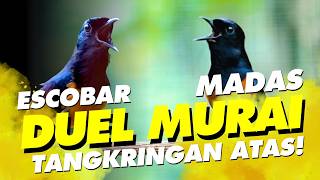 Download lagu DUEL TANGKRINGAN ATAS😱Murai ESCOBAR versus MADAS Kaji Said Gresik #hotnews mp3 Download lagu DUEL TANGKRINGAN ATAS😱Murai ESCOBAR versus MADAS Kaji Said Gresik #hotnews mp3