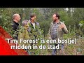 Een compleet inheems bos, midden in een stad, ter grootte van een tennisbaan