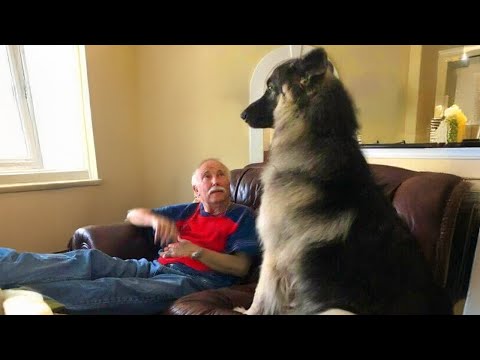 Chiens et maîtres qui perdent les pédales ensemble - Vidéos drôles de chiens et d'humains