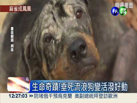 英好心男收養 流浪狗變選美冠軍