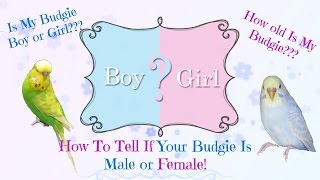 How To Tell If Your Budgie Is Male or Female - As Well As Age