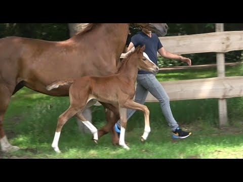 *2020 Stute von For Romance - De Niro SOLD!!!