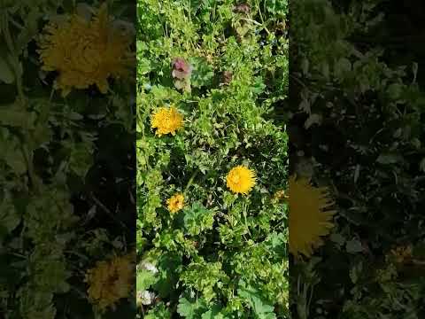 Gundermann, purpurrote Taubnessel und Co.