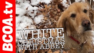 White Christmas with Abbey - Happy Holidays and Merry Christmas to All 2017 ❄