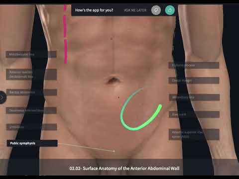 Surface Anatomy of the Anterior Abdominal Wall