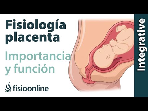 La fisiología de la placenta y su repercusión en nuestra salud