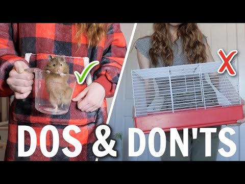 Hamster Dos & Don'ts
