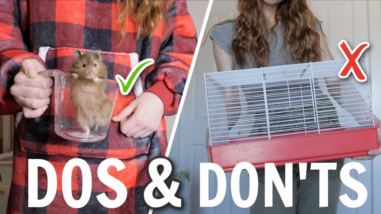 Hamster Dos & Don'ts