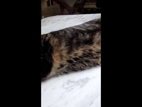 Kitty Cat Jibber Jabber HD