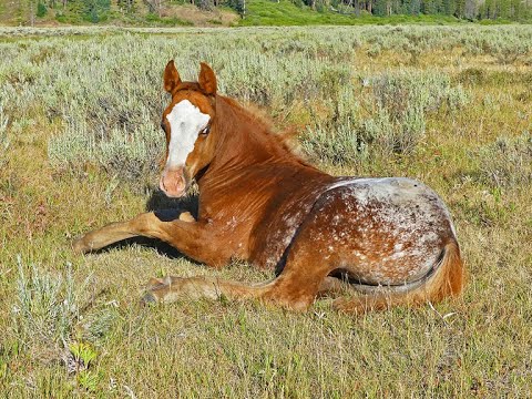 THE COMPLETE RIDER  •  THE APPALOOSA