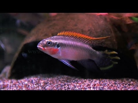 Pelvicachromis taeniatus "Nigeria rot II"