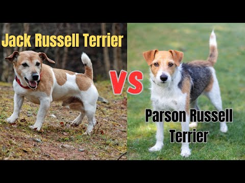 Jack Russell Terrier vs. Parson Russell Terrier: Spotting the Differences