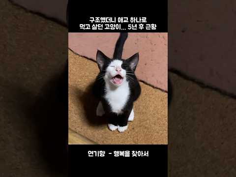 구조했더니 애교 하나로 먹고 살던 고양이… 5년 후 근황 (달이)