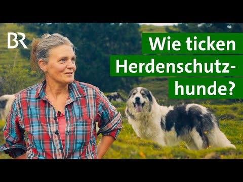 Richtiges Verhalten bei Herdenschutzhunden - so geht's! | Unser Land | BR