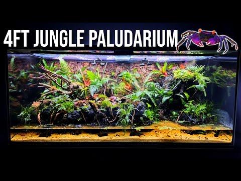 I Built the ULTIMATE 4FT Jungle Paludarium for My Vampire Crabs