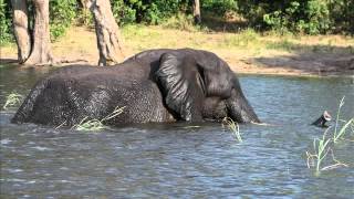 preview picture of video 'Chobe Safari Lodge Trip | Elephants | Chobe National Park'