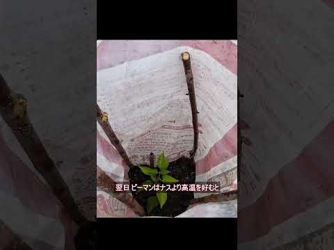 ピーマンを好む: これが強い植物を作る方法です 植物