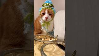 体重測らない理由がこの猫にはあったんです #cat #猫のいる暮らし #ねこにきいてみた
