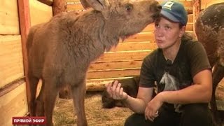 Раненый лосёнок из-под Верх-Нейвинского обрёл семью и друзей