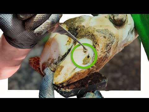 GREEN GUNGE from a PUNCTURED cow's hoof