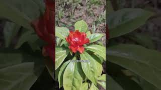 杯子果子？揭秘神秘植物樱麒麟！你知道它的其他名字吗？ #稀有植物 #神奇果实 #植物科普 #rareplants #exoticfruits #botany