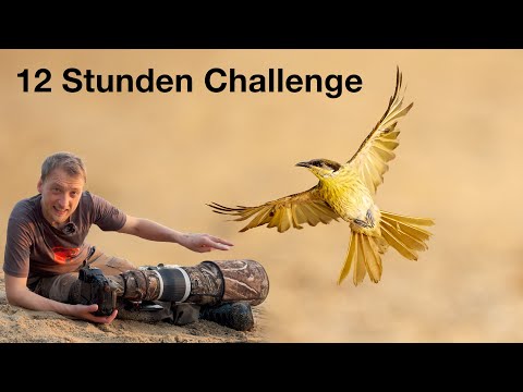 Bird photography in a new location - This is how I proceed