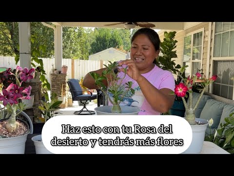 ROSA DEL DESIERTO Poda, trasplante y des foliación para más flores