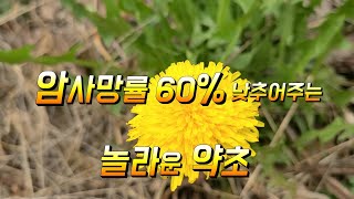 암사망률 60%낮추어 주는 놀라운 약초 들판에 널렸어요 민들레효능