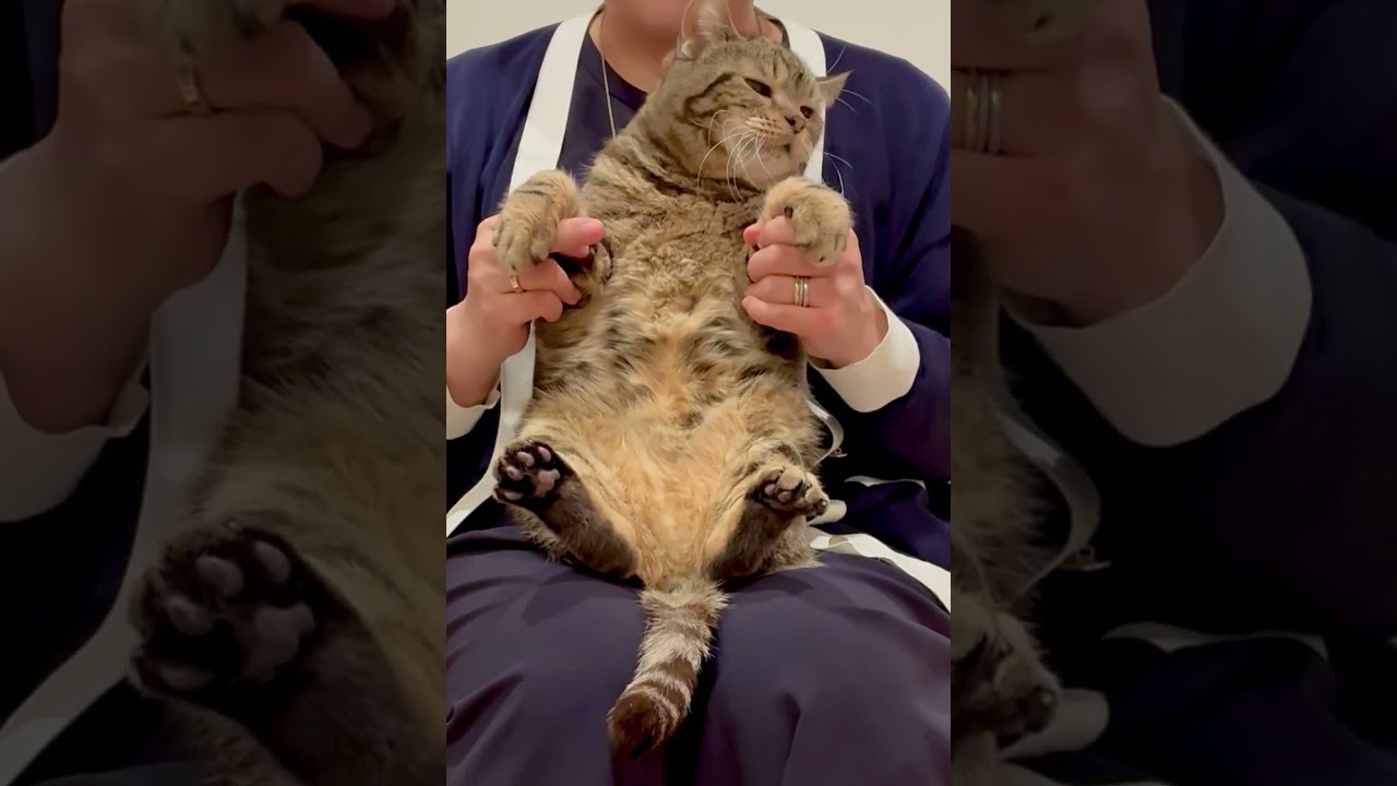 #Shorts抱っこが嫌いな猫と覚える世界史一問一答5 #世界史 #猫