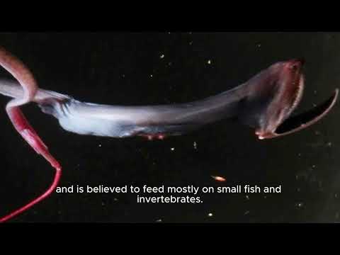 Gulper Eel Fish
