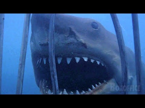 Squalo VS gabbia | Lo squalo | Clip in Italiano