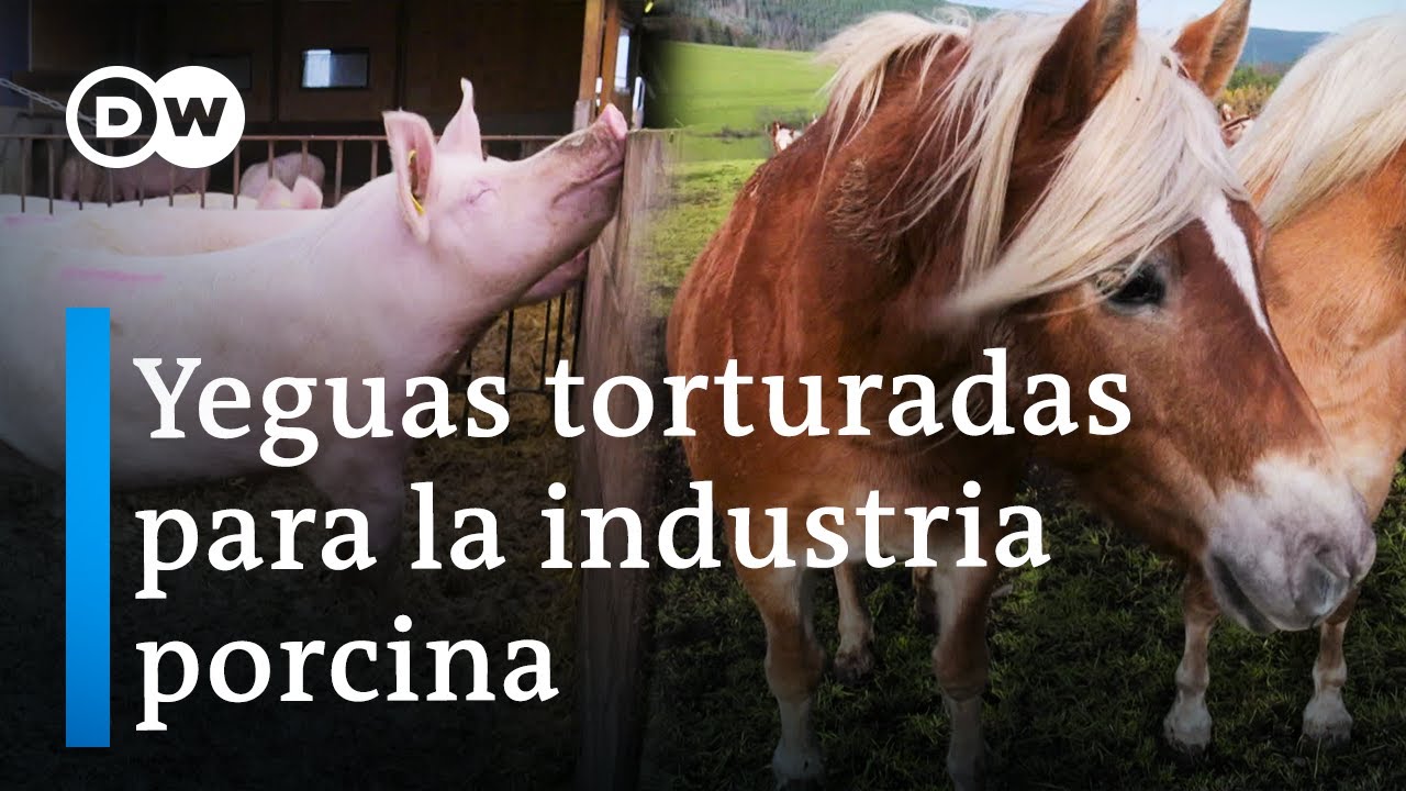 Granjas de sangre: el costo oculto de la carne barata de cerdo | DW Documental