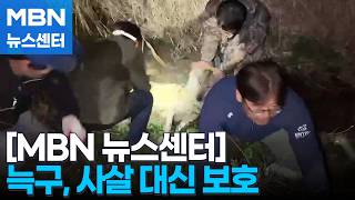 사살 대신 보호…늑구 탈출 계기로 바뀌는 맹수 인식 [MBN 뉴스센터]