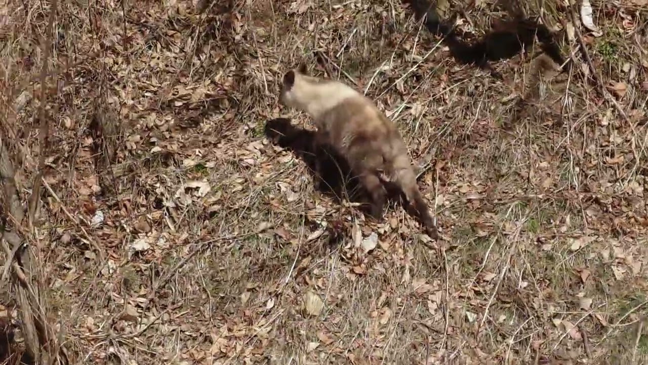 リフト脇にニホンカモシカさん！☺️🦌✌️26/03/11